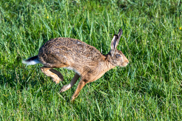 Hase, Feldhase im Sprung am Pramort bei Zingst an der Ostsee.
