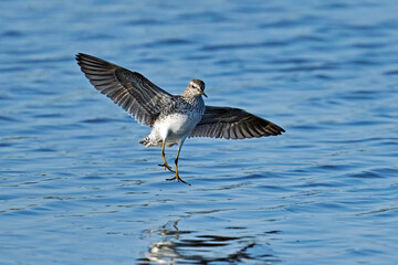 Wood sandpiper (Tringa glareola)