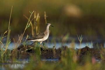 Wood sandpiper (Tringa glareola)