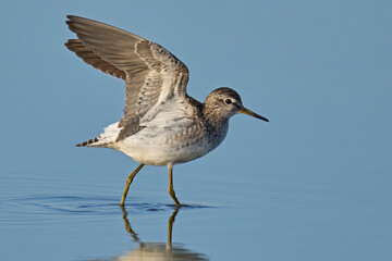 Wood sandpiper (Tringa glareola)