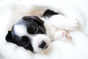 A small pooch dog black and white color sleeps under a blanket. cute animal. happy dog