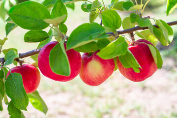 Red ripe apples hang on an apple tree branch in the garden. Fruit tree, summer harvest.