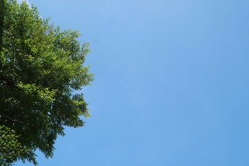 green tree against bright blue sky