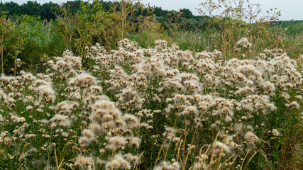 Fototapeta premium Field of dandelions. Wild dandelions