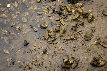 Oyster shells in the sea shore after being eaten. Empty seafood