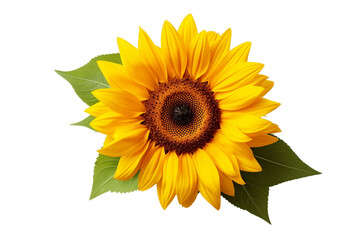 An illustration of a sunflower isolated on a white background, Generative Ai