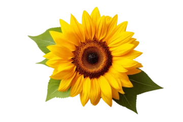 Gardinen An illustration of a sunflower isolated on a white background, Generative Ai © Moostape