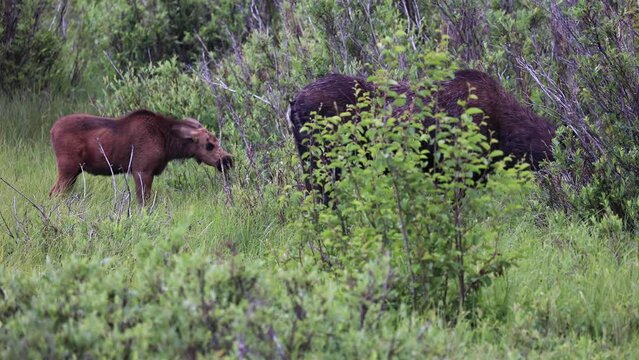 Mother and Baby Moose Grazing on Plants in a Field Outside of Boulder Colorado, Moose Grazing in High Mountain Terrain on Scrubs, Colorado Wildlife in Mountains