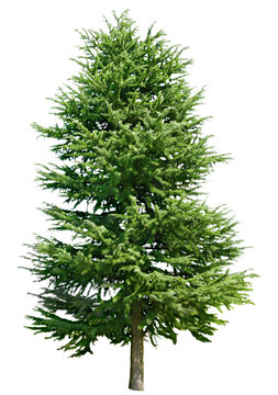 ヒマラヤスギ　10月撮影　樹高20m