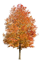 モミジバフウ　11月撮影　樹高11m