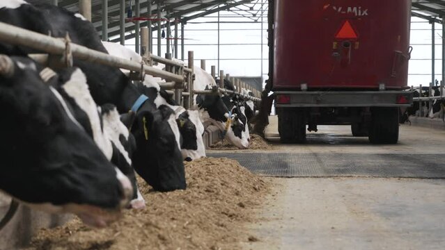 Modern farm barn with milking cows eating hay. Cows feeding on dairy farm.
