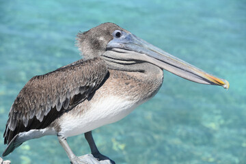 Up Close with a Large Brown Pelican