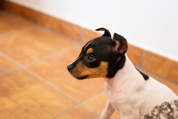 portrait of a winemaker puppy