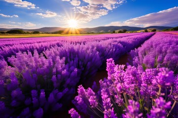Fototapeta premium Lavender Field With Rows Of Blooming Flowers, Generative AI 