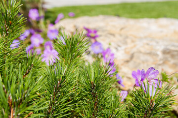 Geranium wallichianum Rozanne, close-up, in garden, with pine