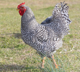 Dominique breed of chicken rooster on a field