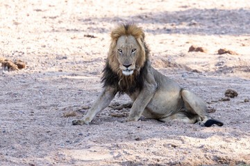 Large male lion lay down on the sand