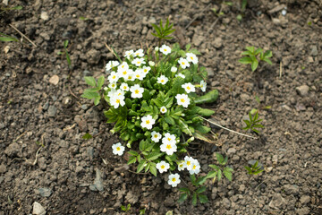 Flowers in ground. Top view of flower bed. Planting.