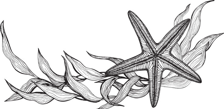 Marine composition, banner of seaweed, starfish. Black and white hand-drawn graphics translated into vector. Illustration designed for packaging, prints, stickers, posters, postcards