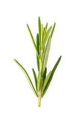 Rosemary isolated. png file