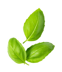Fresh green basil leaves isolated. png file