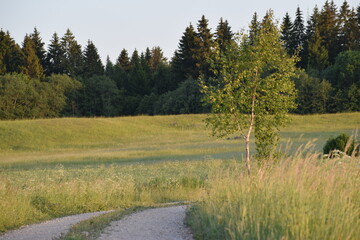 forest in the meadow 