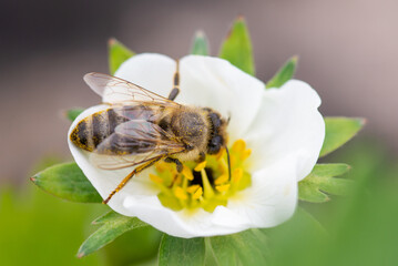 Bee gathering pollen from frozen strawberry flower with black centre. Strawberry plants damaged by late spring frost