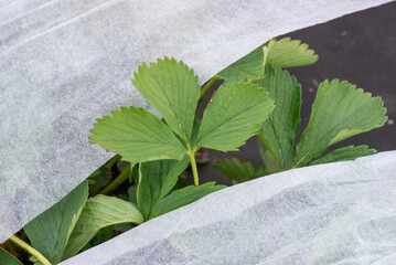 Strawberry leaf between white agrofiber used to cover plants from spring frost. Covering strawberry...