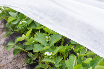 Covering blooming strawberry with white agrofiber to protect plants and flowers from late spring...