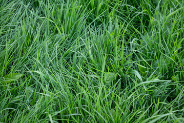 Fototapeta premium Background of fresh green grass in spring. Bright photo of dark green grass in morning dew
