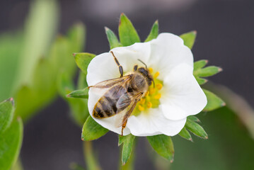 Bee collecting pollen from a strawberry flower. Bright strawberry flower in bloom with small bee gathering nectar