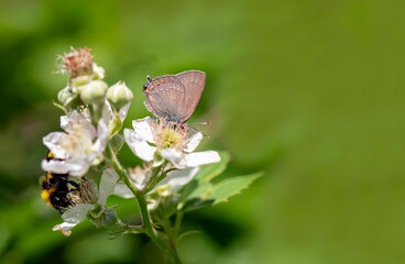 Great Slovenian butterfly (Satyrium ilicis) on plant
