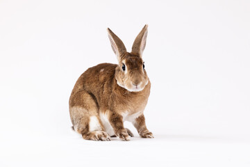 Obraz premium Studio shot of rabbit on white background 
