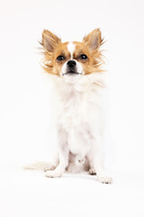 Studio shot of chihuahua on white background 