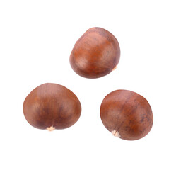 Sweet chestnut  transparent png