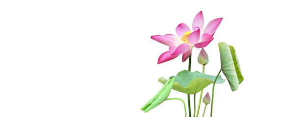 Pink waterlily or lotus plant isolated on white background with clipping paths.