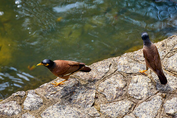 common myna, near a water I stand alert