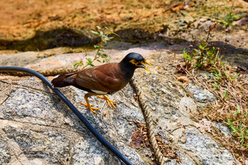 common myna, near a water I stand alert