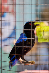 a black bird with blue spots and red eyes kept in a cage