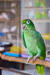 a parrot in a pet shop in Thailand