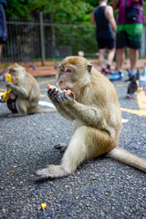 monkey on a street in Thailand where tourists come to give food.