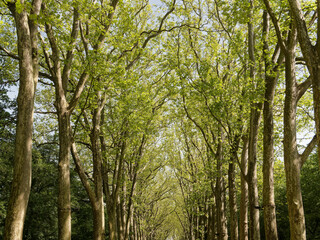 tree alley perfectly aligned