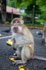 Obraz premium monkey on a street in Thailand where tourists come to give food.