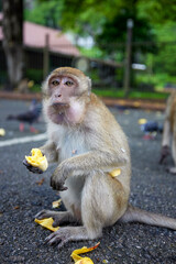 monkey on a street in Thailand where tourists come to give food.