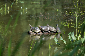 Naklejka na ściany i meble Turtles bask in the sun, climbed a pebble in the middle of the lake near green vegetation