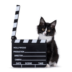 Cute black with white  Maine Coon cat kitten, sitting up facing front behind director clapper....