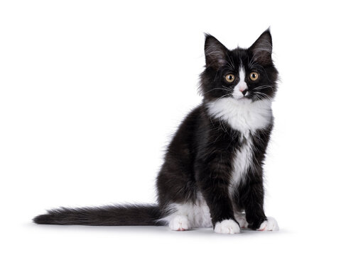 Cute black and white Maine Coon cat kitten, sitting up side ways. Looking beside camera. Isolated on a white background.