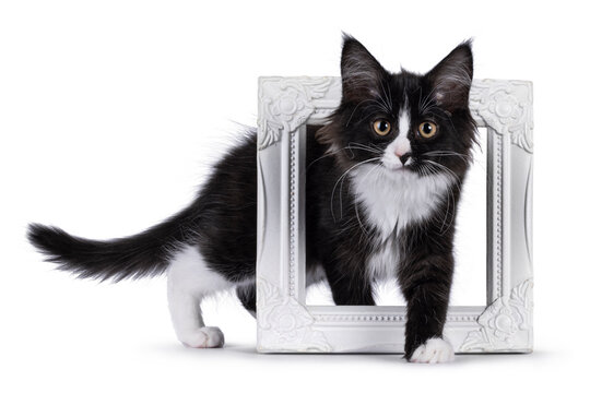 Cute black with white  Maine Coon cat kitten, stepping through white picture frame. Looking towards camera. Isolated on a white background.
