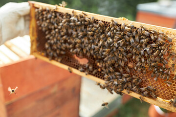 Close-up of honey bees swarming on honeycomb frame