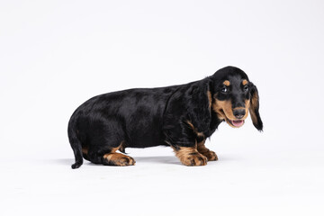 Studio shot of puppy dachshund on a white backgorund 